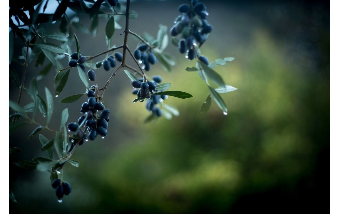 Epicerie fine de produits portugais en Suisse